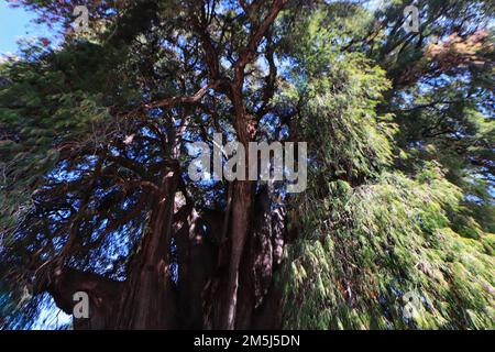 December 28, 2022, Santa Maria El Tule, Mexico: General View of the gigantic and unique juniper called 'Tule Tree”, one of the natural beauties of Oaxaca with more than 2,000 years old, the tree has a height of 40 meters high and a diameter of 52.58 m. It is located in Santa María El Tule, 12 km from the City of Oaxaca. December 28, 2022 in Santa Maria El Tule, Mexico. (Photo by Carlos Santiago/ Eyepix Group) Stock Photo