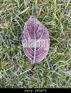 Frost covering a dead, brown leaf as it lays on grass Stock Photo