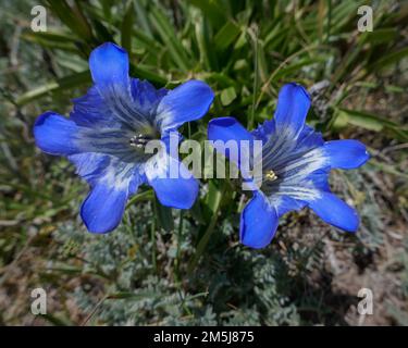 Closeup view of wild blue gentiana acaulis aka stemless or trumpet gentian growing in the high Pamir, Kyrgyzstan Stock Photo