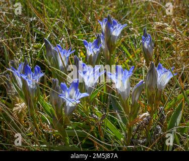 Wild blue gentiana acaulis aka stemless or trumpet gentian growing in the high mountains of Pamir in Kyrgyzstan Stock Photo
