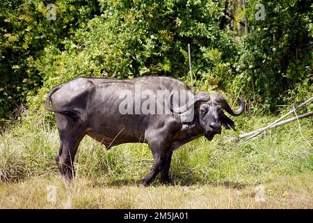 Buffalo, Aberdare National Park, Kenya Stock Photo