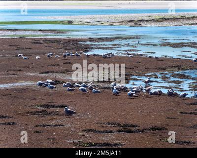 There are many gulls on the open seabed at low tide. Seabirds on a hot spring day, wildlife. Flock of birds on water Stock Photo