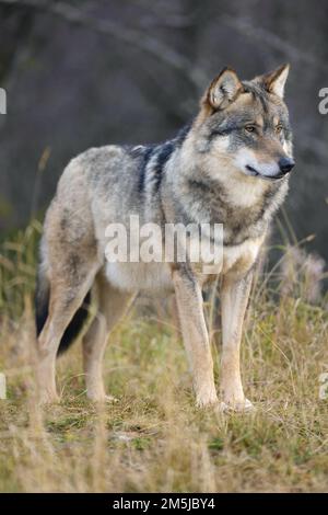 Close-up of large male grey wolf standing in the forest Stock Photo