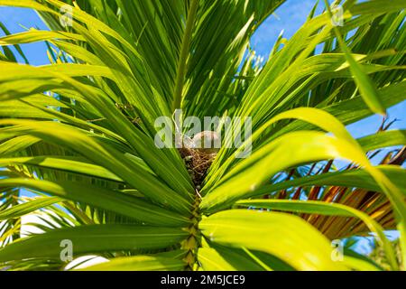 Mauritian zebra dove native bird wildlife perched and nesting in the middle of large palm leaf sitting on three blue and grey eggs showing grey stripe Stock Photo