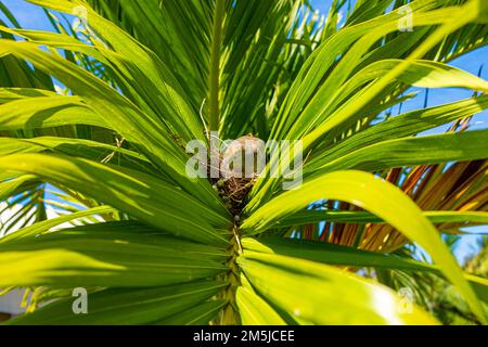 Mauritian zebra dove native bird wildlife perched and nesting in the middle of large palm leaf sitting on three blue and grey eggs showing grey stripe Stock Photo