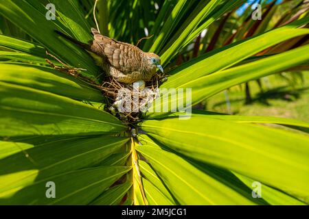 Mauritian zebra dove native bird wildlife perched and nesting in the middle of large palm leaf sitting on three blue and grey eggs showing grey stripe Stock Photo