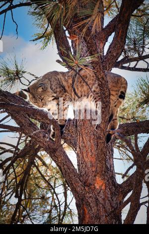 Bobcat in tree at Bearizona Stock Photo