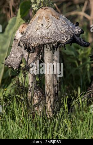 shaggy ink cap mushrooms in the grass Coprinus comatus, Shaggy Mane, Shaggy Inkcap, Lawyers Wig, Coprin chevelu, Schopftintling, Agarico chiomato, Ges Stock Photo