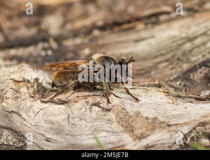 A closeup of a Bumblebee robberfly (Laphria flava) walking on the ground Stock Photo