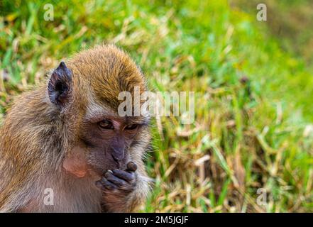 Mauritius grand bassin macaque monkey close up head and shoulders low level view Stock Photo