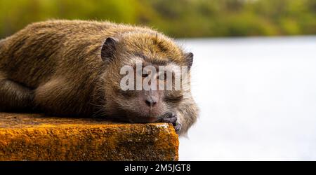 Mauritius grand bassin macaque monkey close up head and shoulders low level view Stock Photo