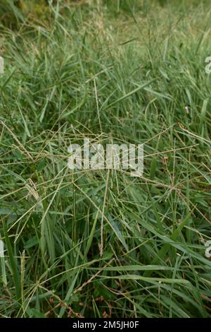 Cynodon dactylon grass in bloom Stock Photo