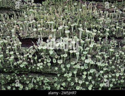 pixie cup lichen scientific name Cladonia asahinae Stock Photo