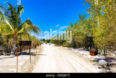 Sandy muddy road walking path and landscape view with tropical nature on beautiful Holbox island in Quintana Roo Mexico. Stock Photo