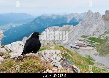 Alpendohle, Pyrrhocorax graculus, Alpine chough Stock Photo