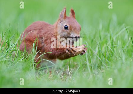 Eurasisches Eichhoernchen, Sciurus vulgaris, Eurasian red squirrel Stock Photo