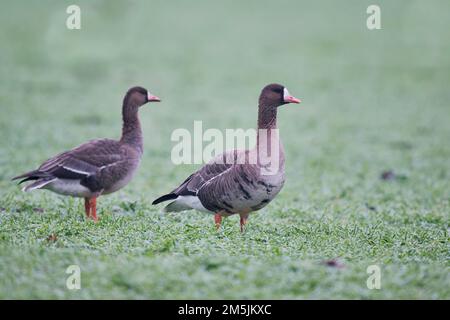 Blaessgans, Anser albifrons, White-Fronted Goose Stock Photo