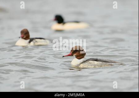 Weiblicher Gaensesaeger, Mergus merganser, Female common merganser Stock Photo