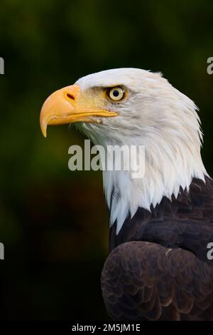 Weisskopfseeadler, Haliaeetus leucocephalus, Bald eagle Stock Photo