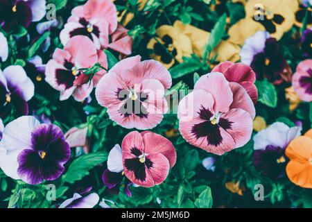 Colorful pansies in bloom. Photographed at the arboretum. Stock Photo