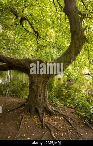 Natures chaos; natural environmental patterns formed by shapes in an ancient woodland Stock Photo