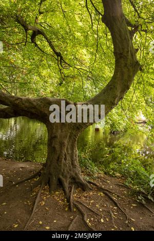 Natures chaos; natural environmental patterns formed by shapes in an ancient woodland Stock Photo