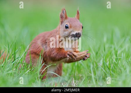 Eurasisches Eichhoernchen, Sciurus vulgaris, Eurasian red squirrel Stock Photo