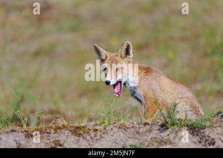 Rotfuchs, Vulpes vulpes, Red Fox Stock Photo