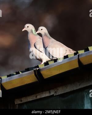 A pair of Stock Doves on a tin roof in the Winter sunshine Stock Photo