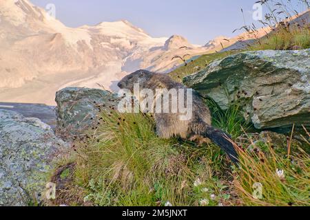 Alpenmurmeltier, Marmota marmota, Alpine Marmot Stock Photo