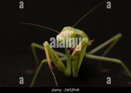 Praying Mantis Stock Photo