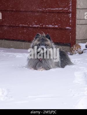 A vertical shot of a Keeshond puppy with a two-layer coat of silver and black fur on a snowy day Stock Photo