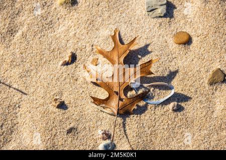 Close up of fallen oak leaves on a sandy beach with sea shells in a late afternoon sun. Stock Photo