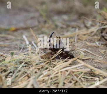 Diloboderus abderus running in the ground with dry grass Stock Photo