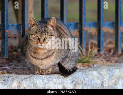 Cat with serious expression looks at camera by metal gate in park Stock Photo
