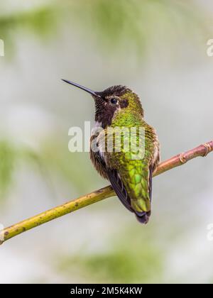 A male Anna's Hummingbird (Calypte anna) perched on a branch Stock Photo
