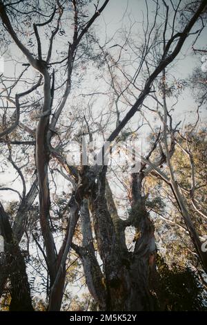 A vertical low-angle shot of a tree in a park Stock Photo