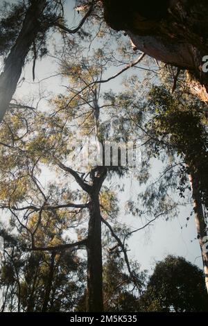 A vertical low-angle shot of a tree in a park Stock Photo