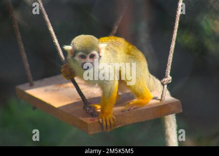 Common squirrel monkey Stock Photo