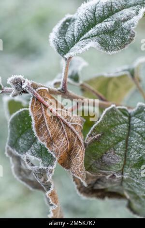 Close shot of frosted winter leaves (species not identified, but on a shrub or growing small tree). Stock Photo