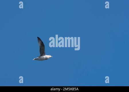 Seagull in flight against blue sky. Stock Photo