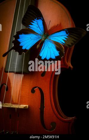 Blue Butterfly On Beautiful Violin Still Life Stock Photo