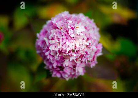 Pink hydrangea in the garden Stock Photo