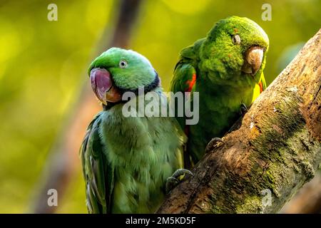 A closeup of an Echo parakeets, Psittacula eques green parrots against a blurred background Stock Photo