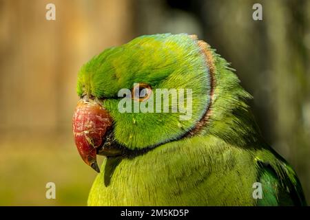 A closeup of an Echo parakeet, Psittacula eques green parrot against a blurred background Stock Photo