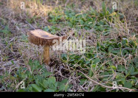 Image of a wild mushroom found in the countryside. Mushroom picking. Stock Photo