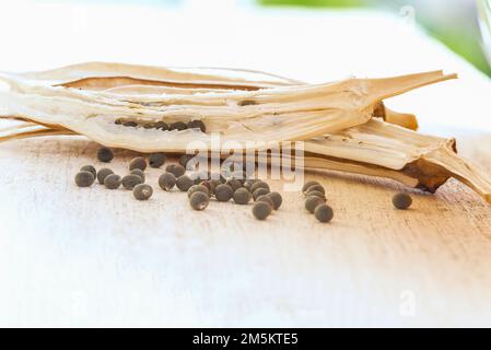 scattered Matured and dried okra seeds pod Stock Photo