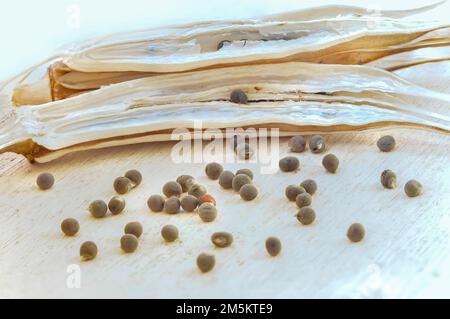 scattered Matured and dried okra seeds pod Stock Photo