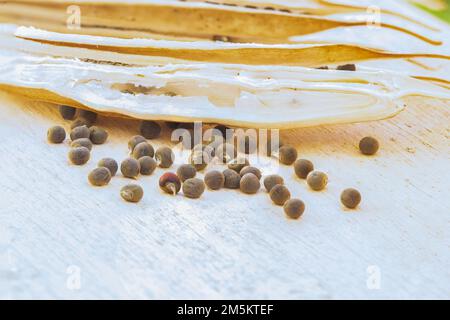 scattered Matured and dried okra seeds pod Stock Photo