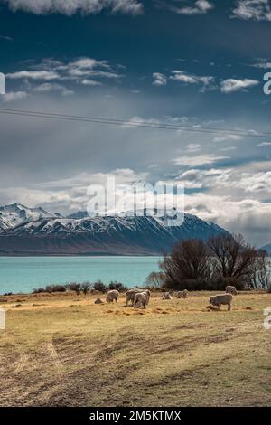 Scenic view of Lake Tekapo east bank. Beautiful view driving along the Lilybank Road from Lake Tekapo Park towards Motuariki View Point. Stock Photo